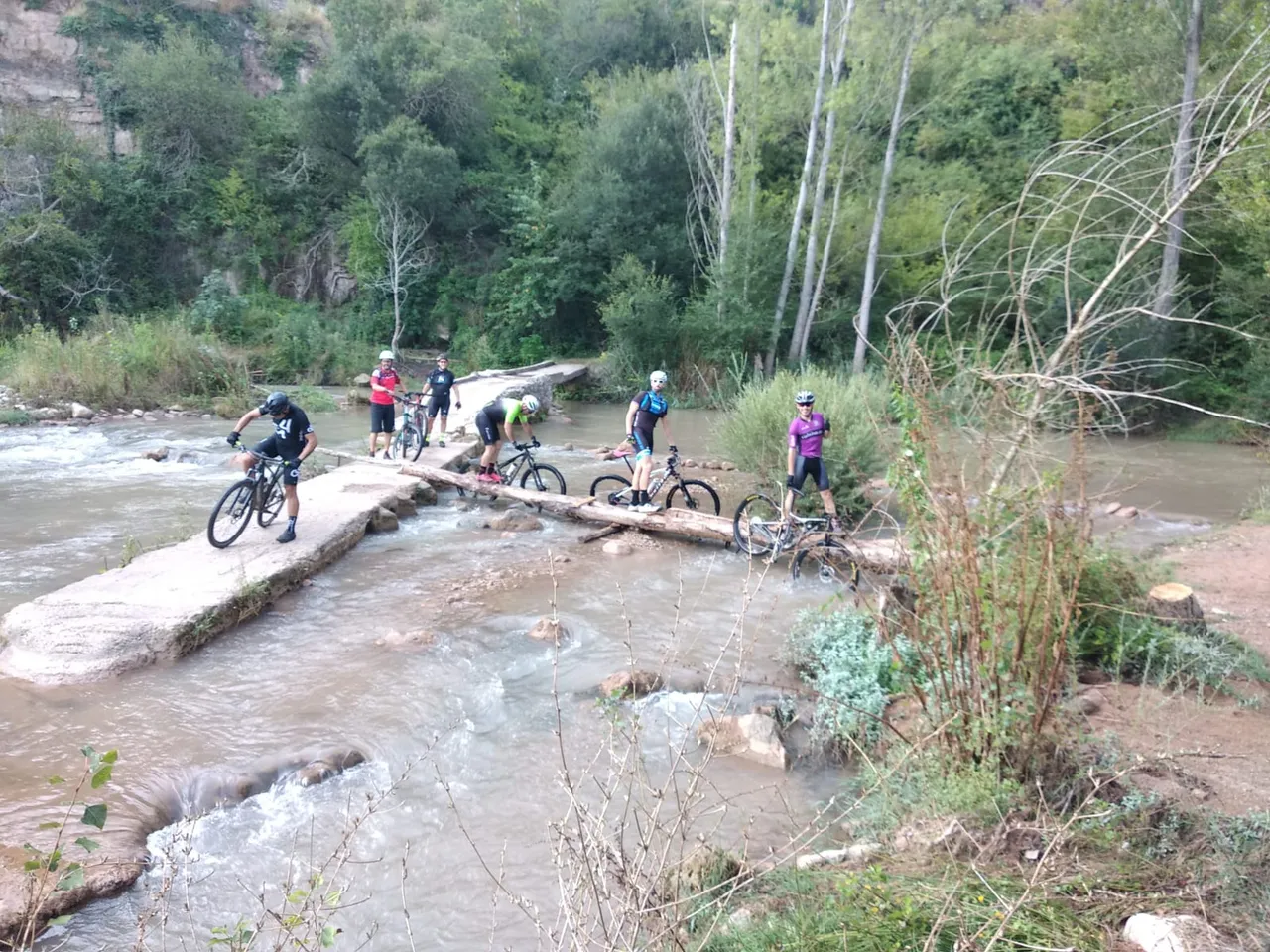 Seis zorricos vadeando el río entre el azud y la pasarela de troncos