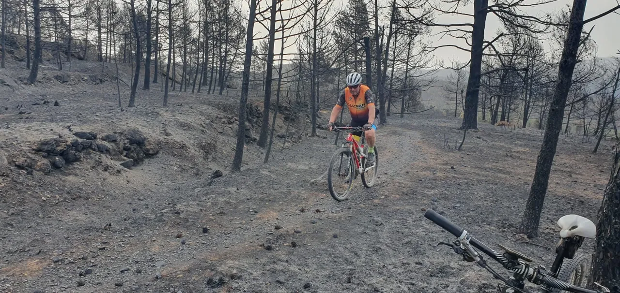 Un ciclista rodando entre pinos calcinados