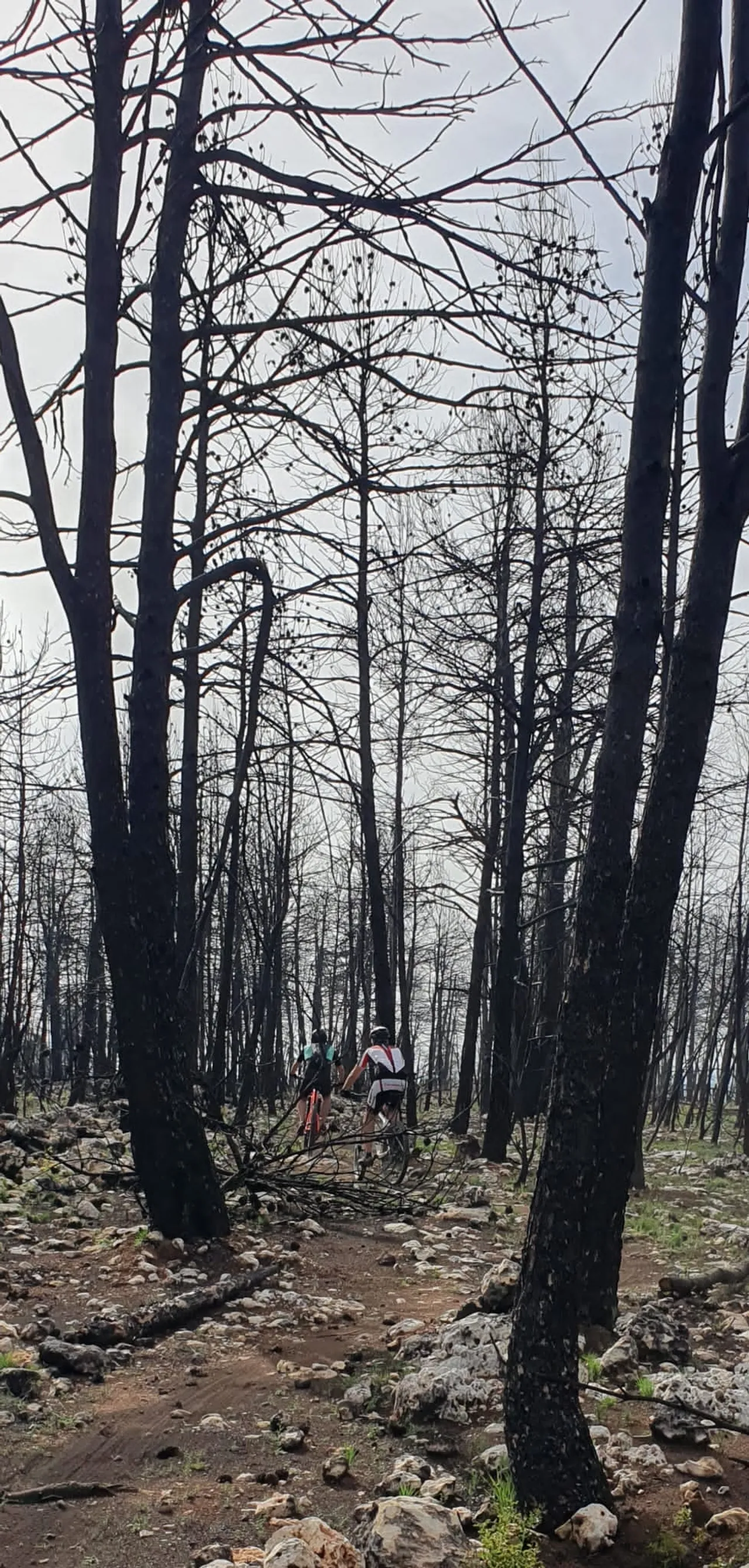 Dos bikers colándose entre los troncos calcinados del pinar