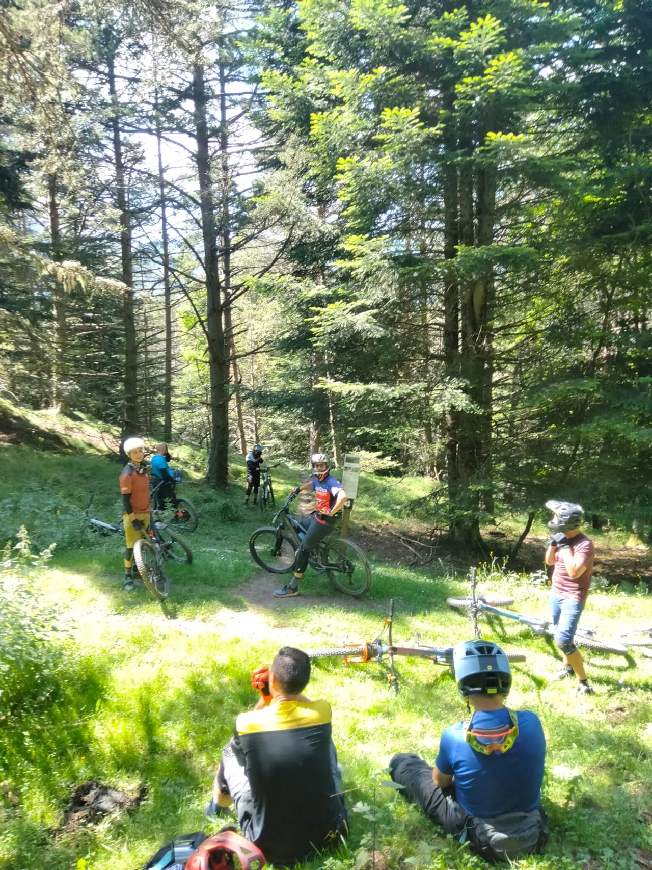 Descanso en un claro de abetos del Pirineo