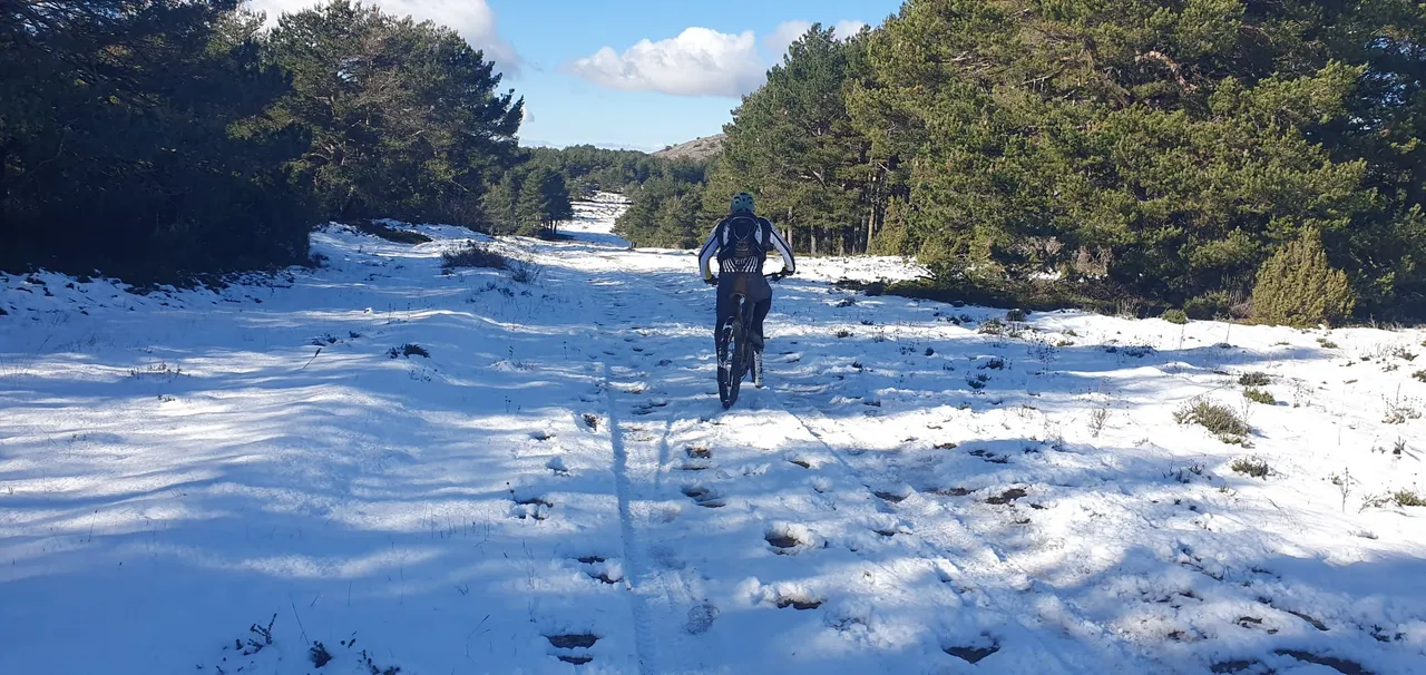 Ciclista subiendo una pista nevada entre pinos